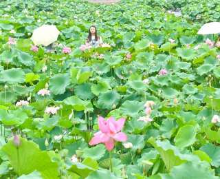 从“贡莲”到“太空莲” ，科技赋能为广昌白莲续写千年传奇