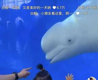 這只白鯨“扮鬼臉”嚇哭萌娃 網友：白鯨和家長都很滿意