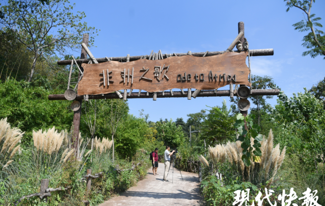 南京红山动物园大猩猩“四兄弟”开启“合租”生活，即将与游客见面