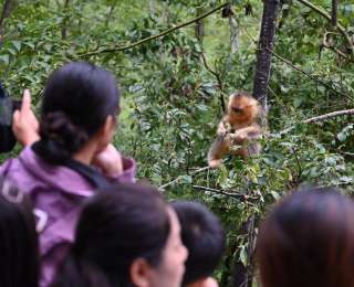九寨沟旁藏了个金猴谷！国庆试运营，可近距离观赏猴群