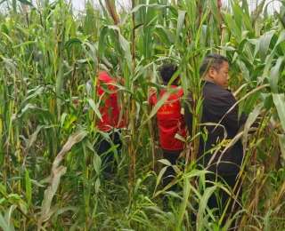 山东菏泽鲁西新区：秋收时节抢农时，帮扶助困暖人心