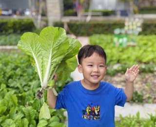 童趣丰收节，幼儿园孩子们体验采收的快乐