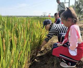 “小候鸟”开展丰收实践劳动教育，在田间地头收获成长