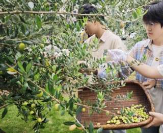 世界粮食日，轻工大学子采收橄榄，上了一堂“油”趣实践课