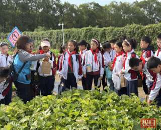 武汉江岸区劳动教育出新招：小学生带着微课知识下田移栽幼苗