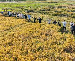 从实验室到田间地头，湖大学子喜迎自家水稻丰收