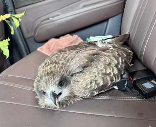 受伤猛禽“迫降”武英高速，巡检人员及时救助