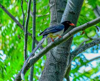 “吉祥鸟”红嘴蓝鹊现身湖商咸宁校区