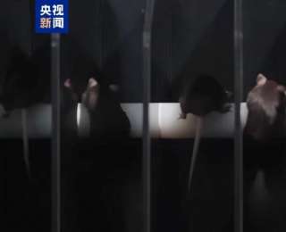 短暂“出差”太空 “小鼠航天员”太空之旅如何度过？