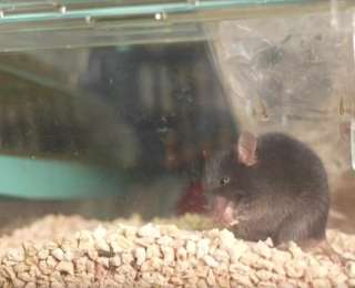 中国空间站迎来“新访客”！4只小鼠开启太空之旅