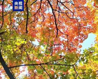 最佳觀賞期已加載完畢 邀你沉浸式感受銀杏大道