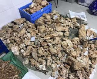 和縣猿人遺址考古獲重大突破 首次發現直立人制作的石制品