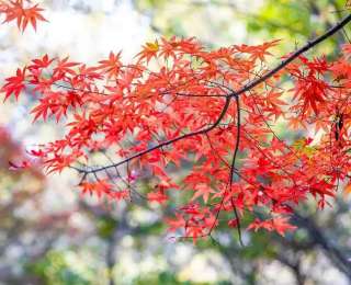 “繽紛秋色·醉美紅葉”英山桃花沖紅葉季浪漫啟幕