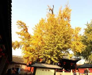 壽縣古銀杏樹葉由綠變黃，最佳觀賞期來了