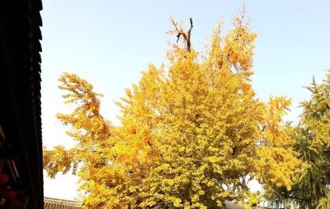 壽縣古銀杏樹葉由綠變黃，最佳觀賞期來了