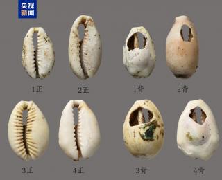 为研究晋国历史提供实物资料 山西垣曲西窑东周贵族墓发掘成果上新