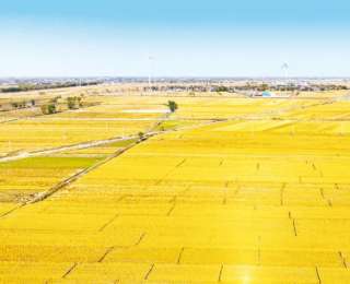 河南濮陽范縣：金色稻田繪就豐收畫卷