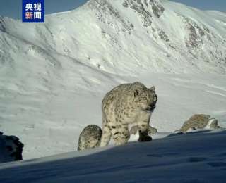 大通北川河源區(qū)國家級自然保護(hù)區(qū)成為雪豹重要棲息地