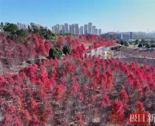 秋色如霞醉游人，武漢城區(qū)“楓”景大片全網(wǎng)上線