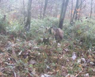 四川蘆山記錄到大熊貓等珍稀動物活動影像