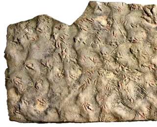 遠古發現丨我國科學家揭示早侏羅世獸腳類恐龍行為奧秘