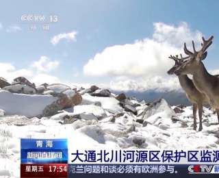 “五貓同域”青海一保護區發現五種貓科動物 雪豹家族達57只