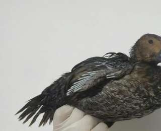 圖牧吉國家級自然保護區首次發現易危物種小絨鴨