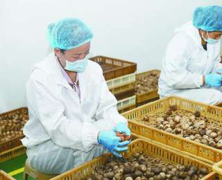 “邳州大蒜”擬入選國家地理標(biāo)志保護(hù)示范區(qū)名單