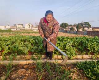 这片荒废10余年的堰塘，为何被210位市民疯抢？