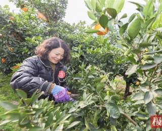 田间地头评职称——2025年“宜荆荆恩”区域农民职称评审交流展示系列活动在秭归举办