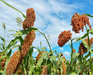 孝昌新农人杨仙华:跨界拓荒 带富乡邻