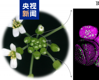 科研新突破！中国科学家破解植物再生密码