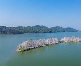 武汉文旅志愿者守护东湖飞鸟，绘就生态文旅画卷