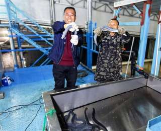 深山里运出140吨“海洋软黄金” 远安产鳗鱼“游”向全球多国