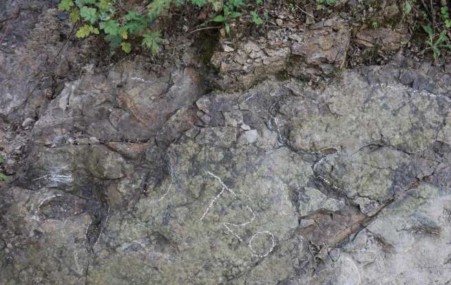 四川都江堰首次发现2亿年前恐龙踩下的“时光脚印”