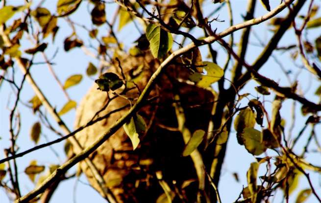 毒马蜂蜇伤村民成隐患，消防队员火攻除“蜂”险