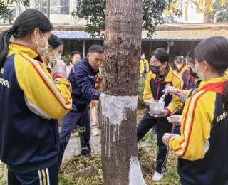 給樹穿“白衣”竟要算數學搞美術？這堂跨學科實踐課讓學生直呼“知識活起來了”