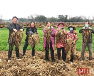 越长越值钱！钟祥返乡村民种出“百部”致富路
