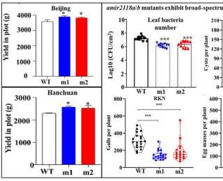 油料所揭示大豆产量与广谱抗性协同提升新路径