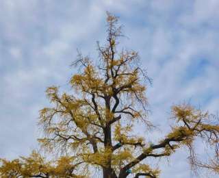 武汉黄陂初冬美如画，830岁古银杏披“金甲”