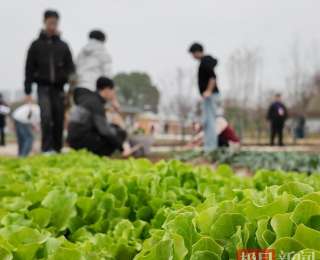 黄冈中学有个校园农场，“这是一份独特的黄冈密卷”