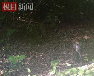 濒危物种林麝再现湖北堵河源保护区