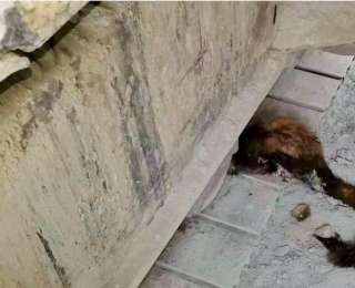 高铁工地惊现“三有”萌兽，多方联手救助山林精灵重返自然