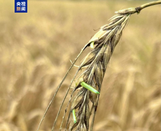 科學家破解大麥種子休眠關鍵機制 助力應對氣候與糧食挑戰
