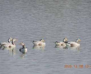 飞越喜马拉雅山脉的“高原精灵”首现襄阳！斑头雁在汉江开辟新迁徙路线