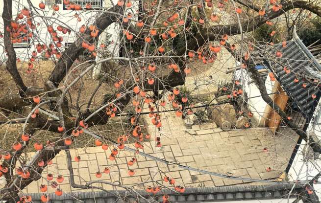 桂雁鸿｜深情常留此青山