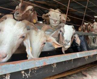 野猪咬伤羊，政府来补偿！保康为野生动物肇事买保险，最高赔200万元