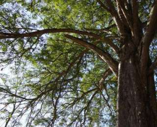 一树一证一保姆，鹤峰1103株古树名木有了“定制守护”