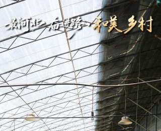 最河北 奮進路·和美鄉(xiāng)村 | “多肉王國”里的青春答卷