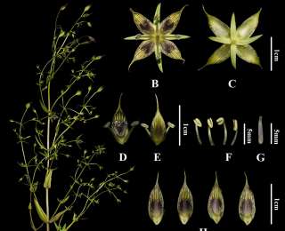 四川发现新物种“木里獐牙菜”